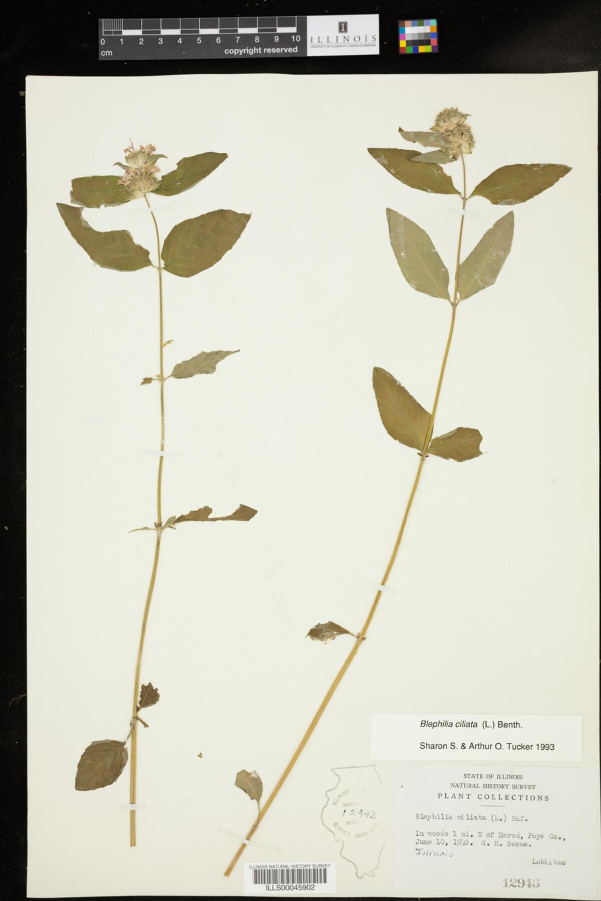 Blephilia ciliata image