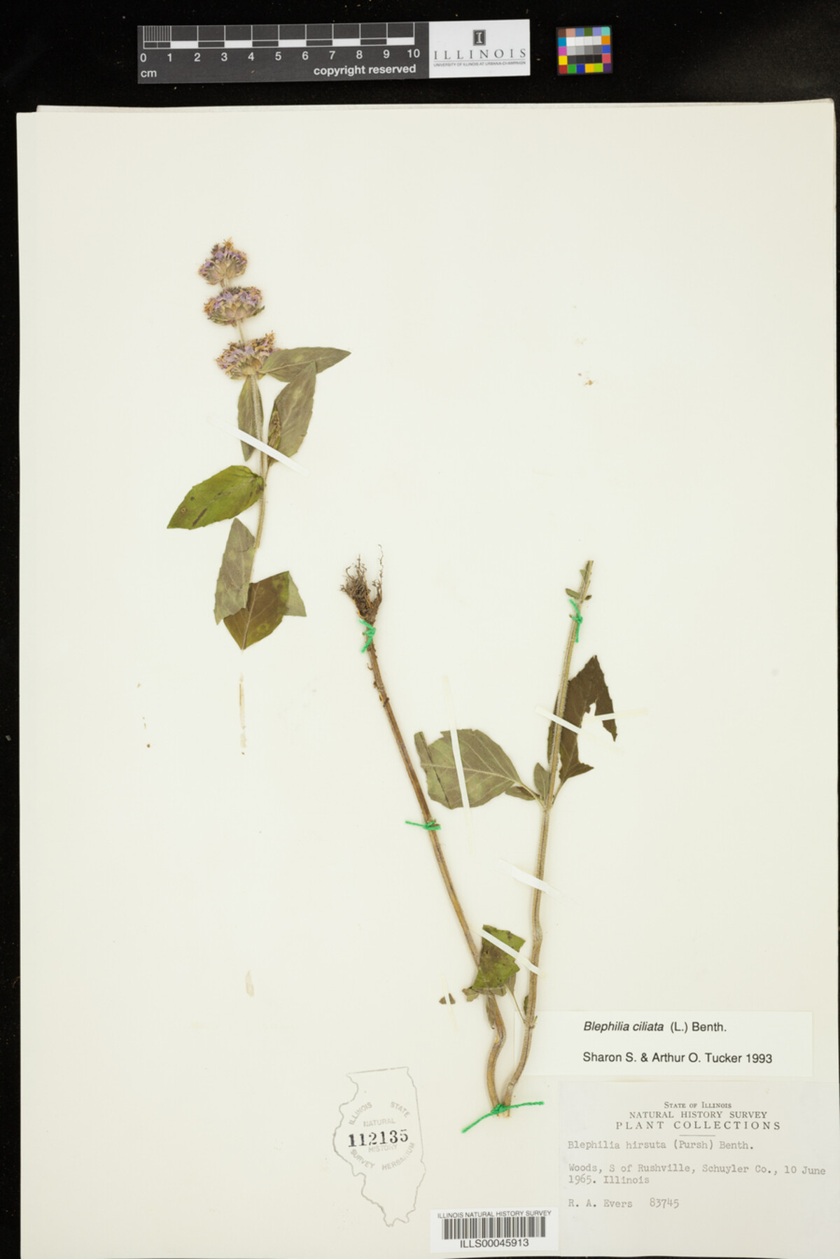 Blephilia ciliata image