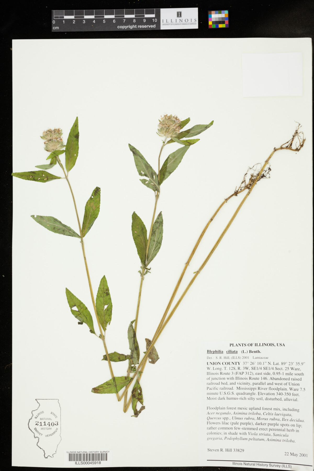 Blephilia ciliata image