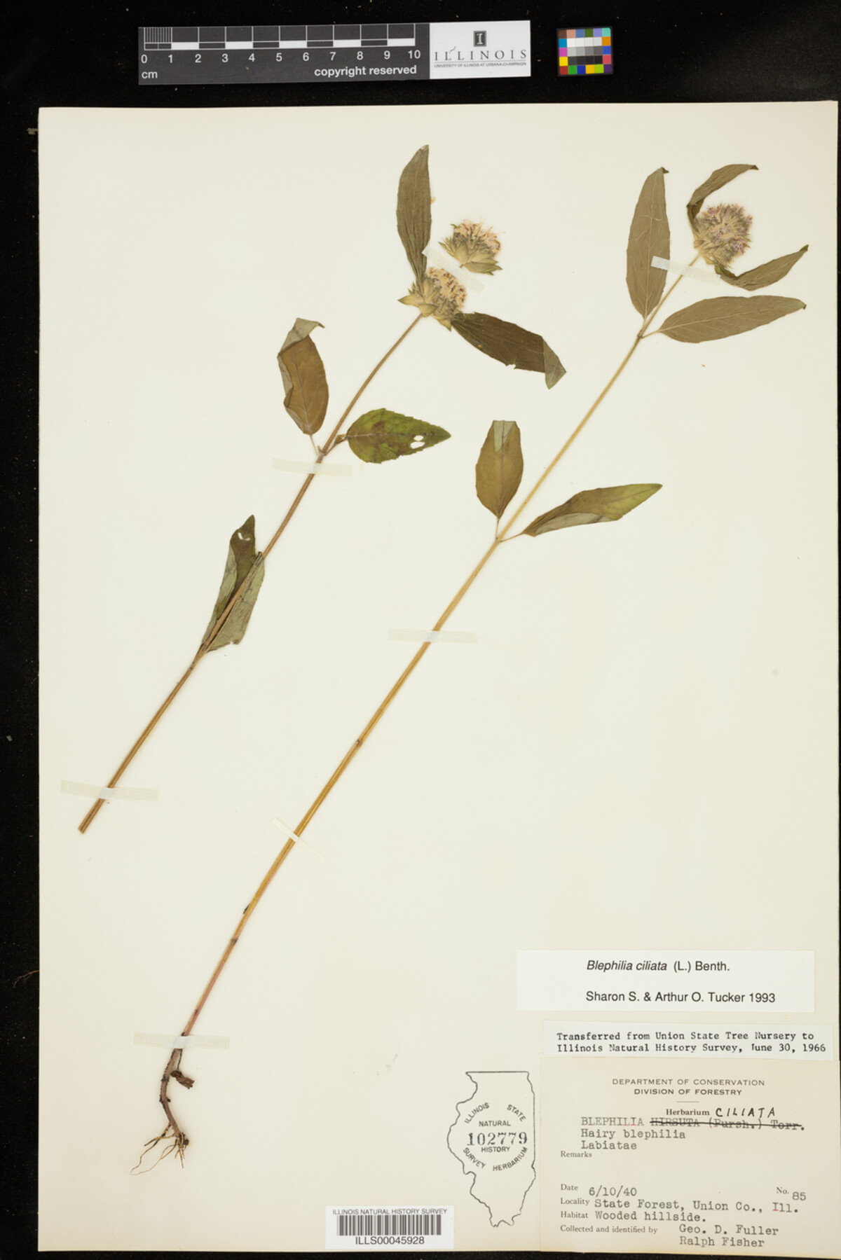 Blephilia ciliata image