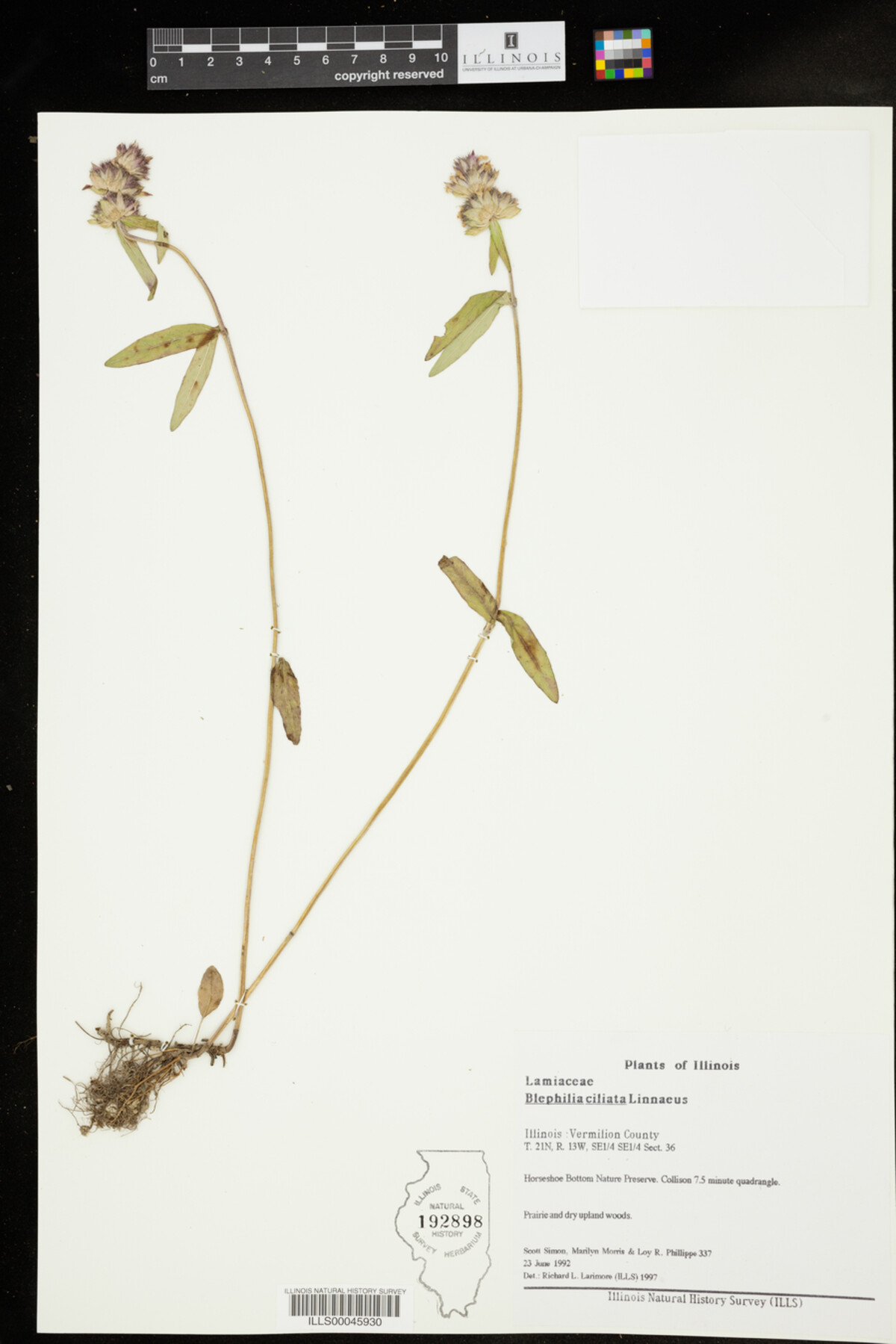 Blephilia ciliata image