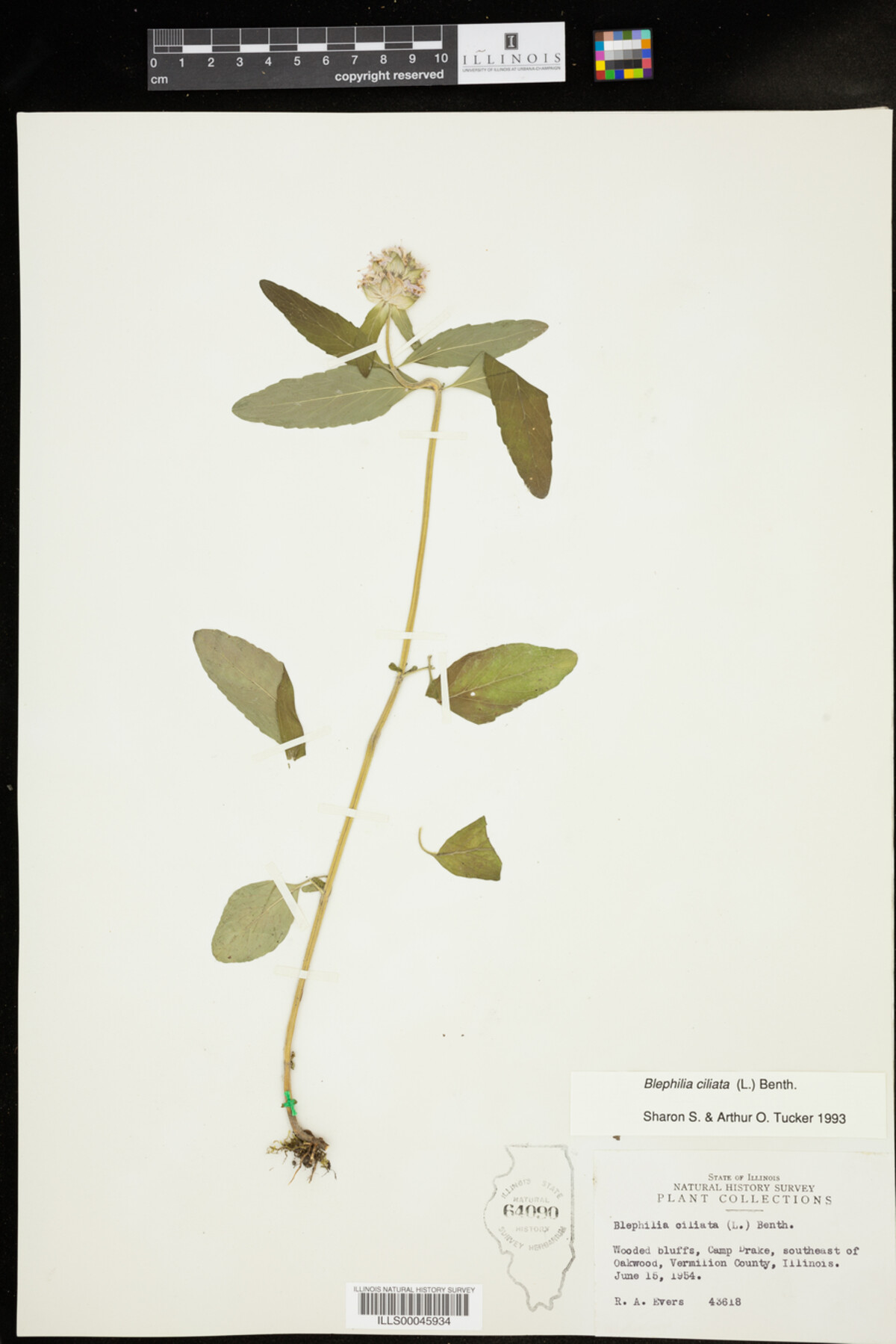 Blephilia ciliata image