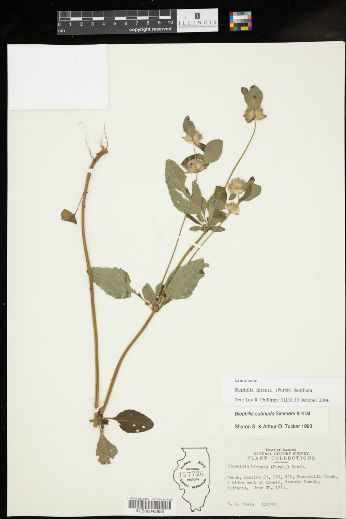 Blephilia hirsuta image