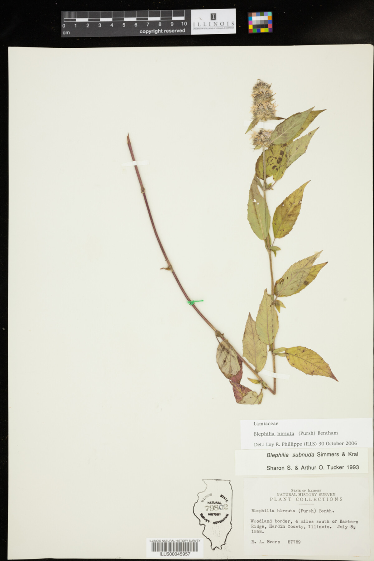 Blephilia hirsuta image