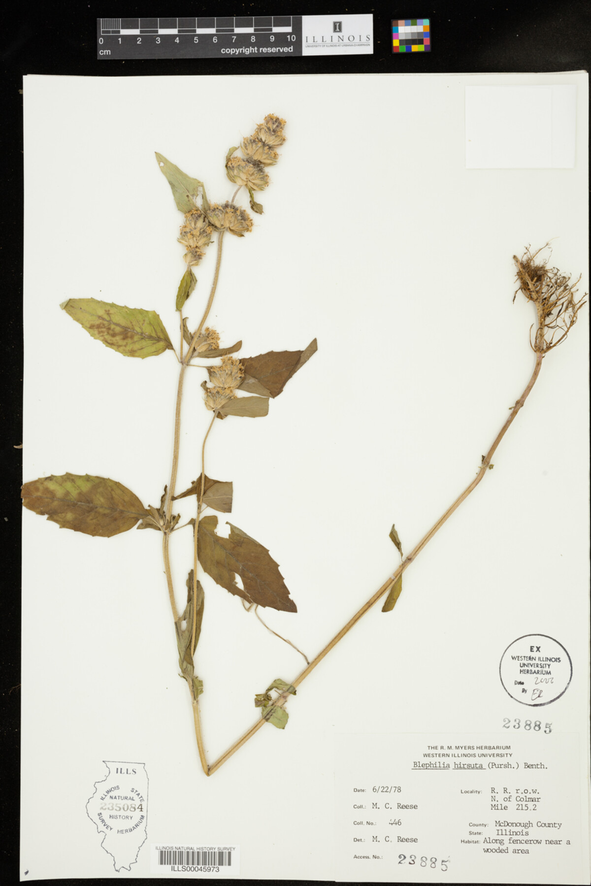 Blephilia hirsuta image