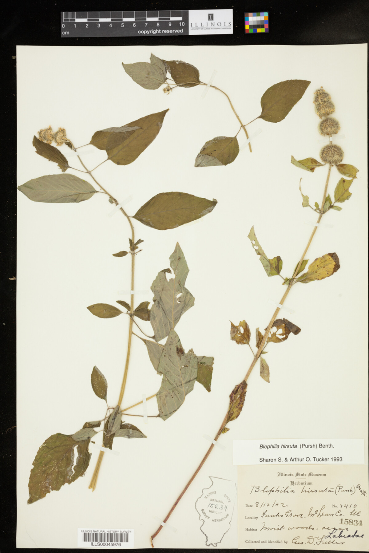 Blephilia hirsuta image