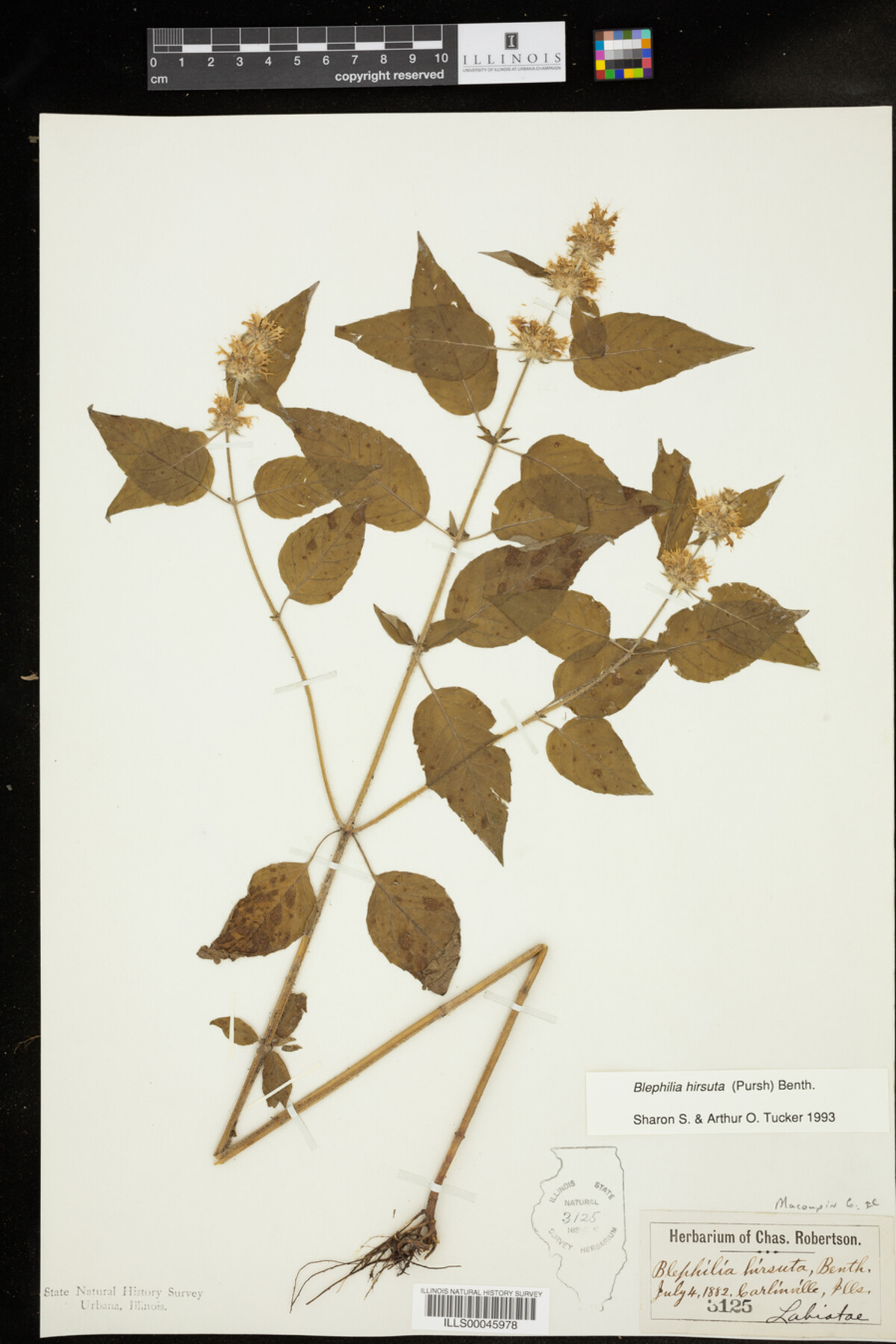 Blephilia hirsuta image