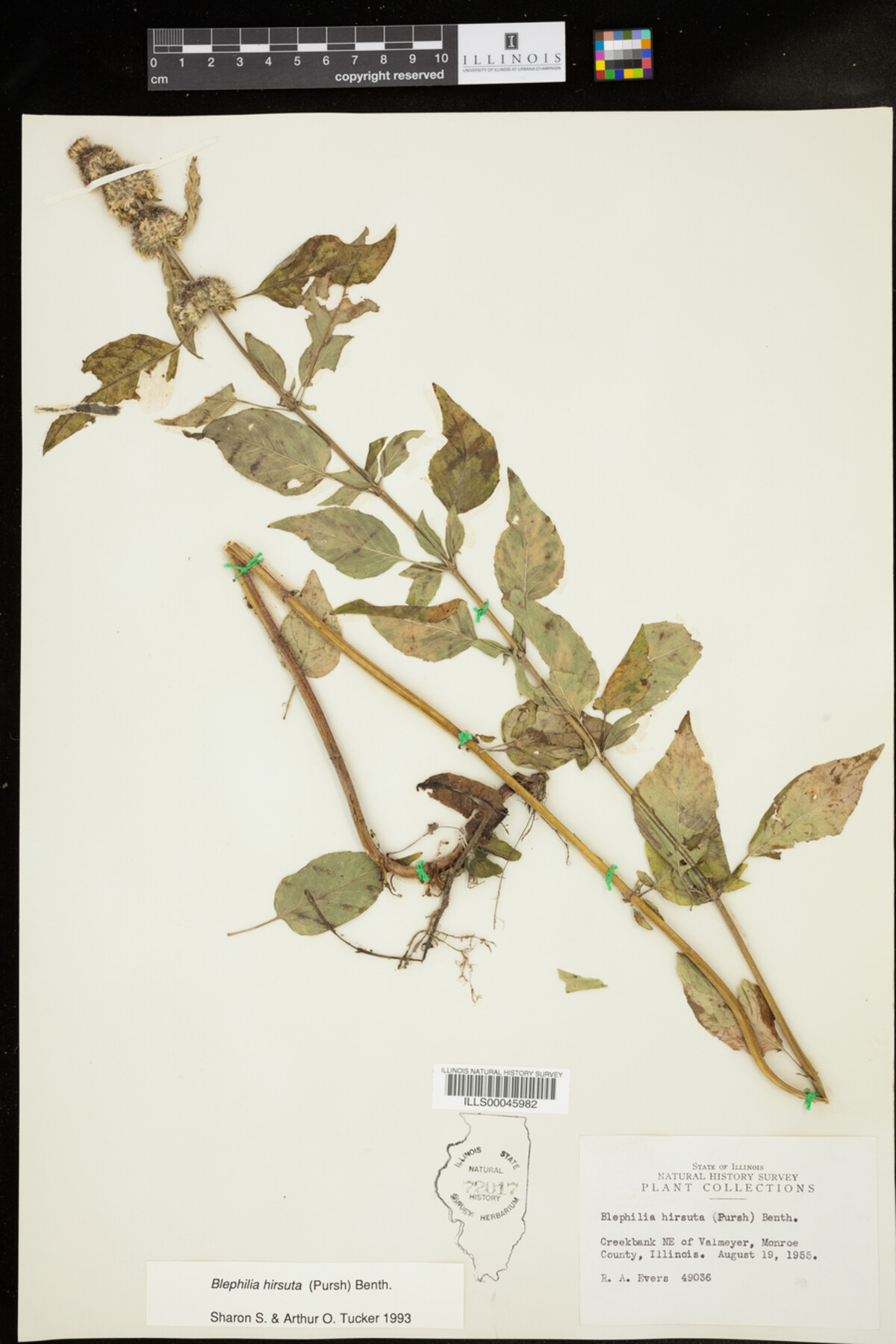 Lamiaceae image