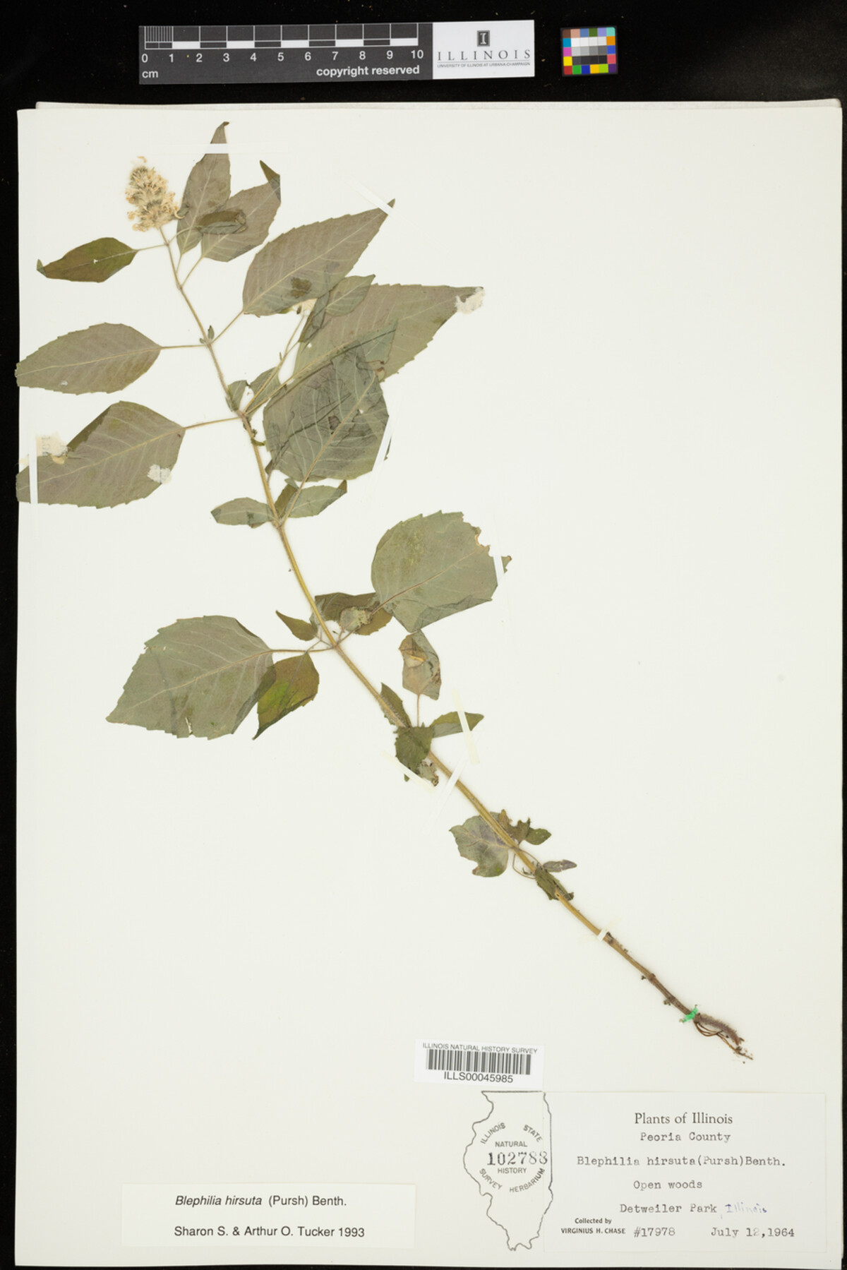 Blephilia hirsuta image