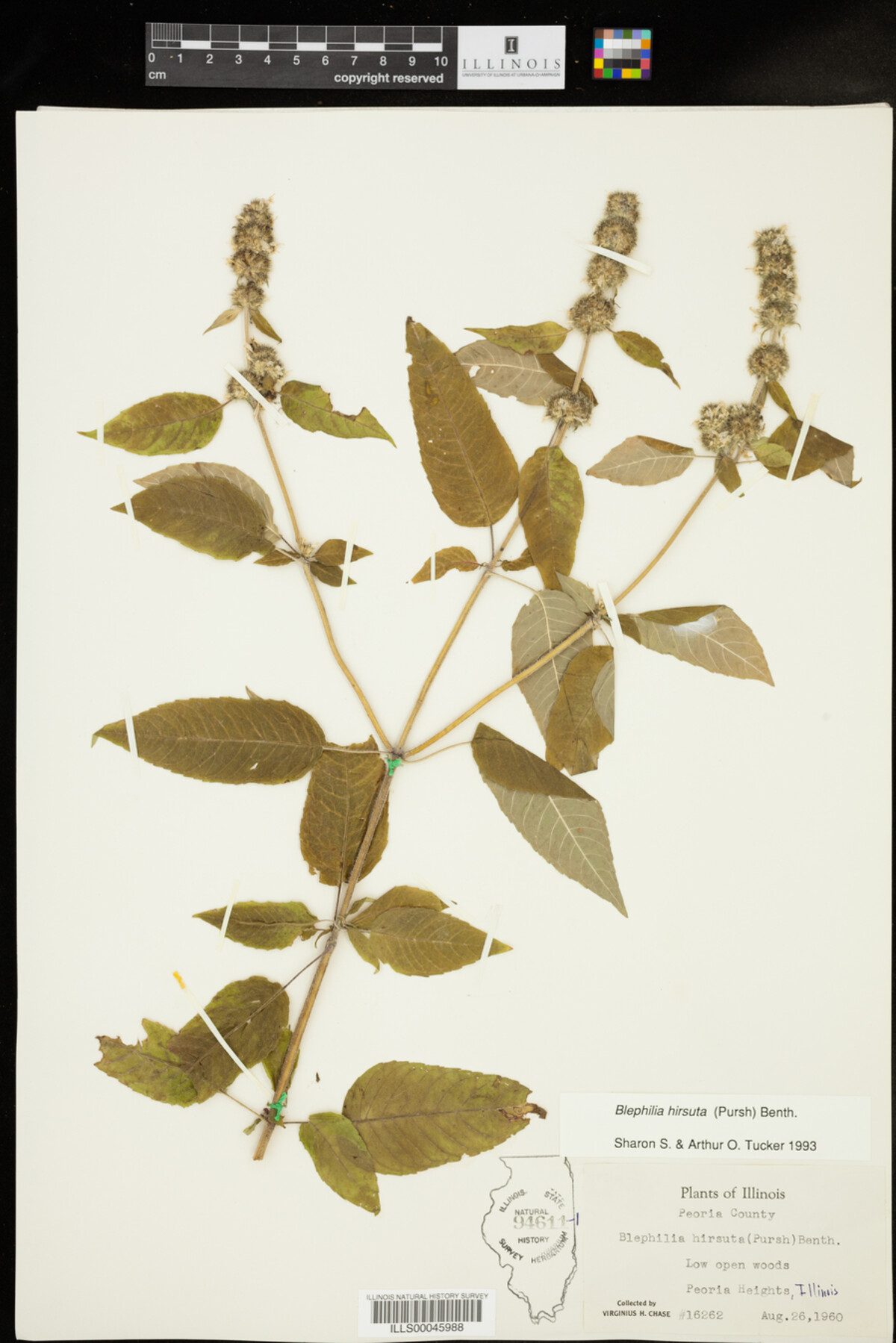 Blephilia hirsuta image