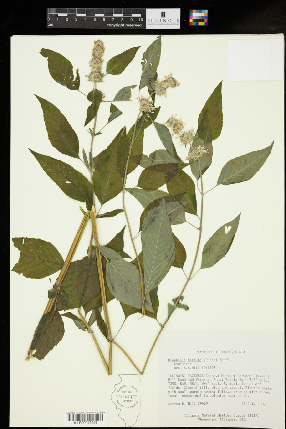 Blephilia hirsuta image