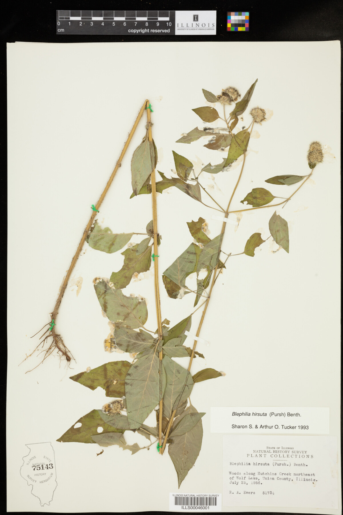 Blephilia hirsuta image