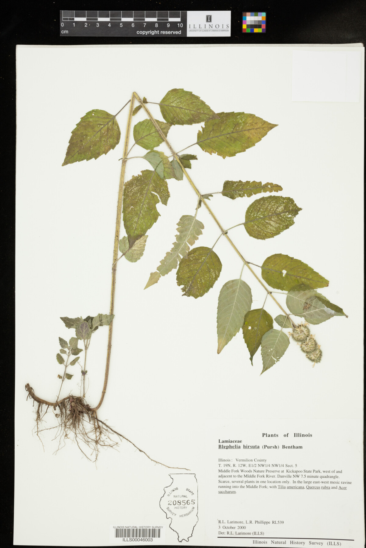 Blephilia hirsuta image