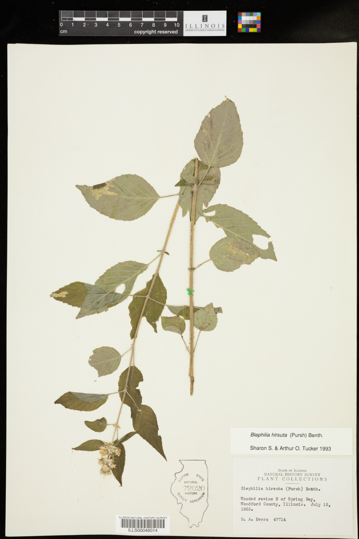 Blephilia hirsuta image