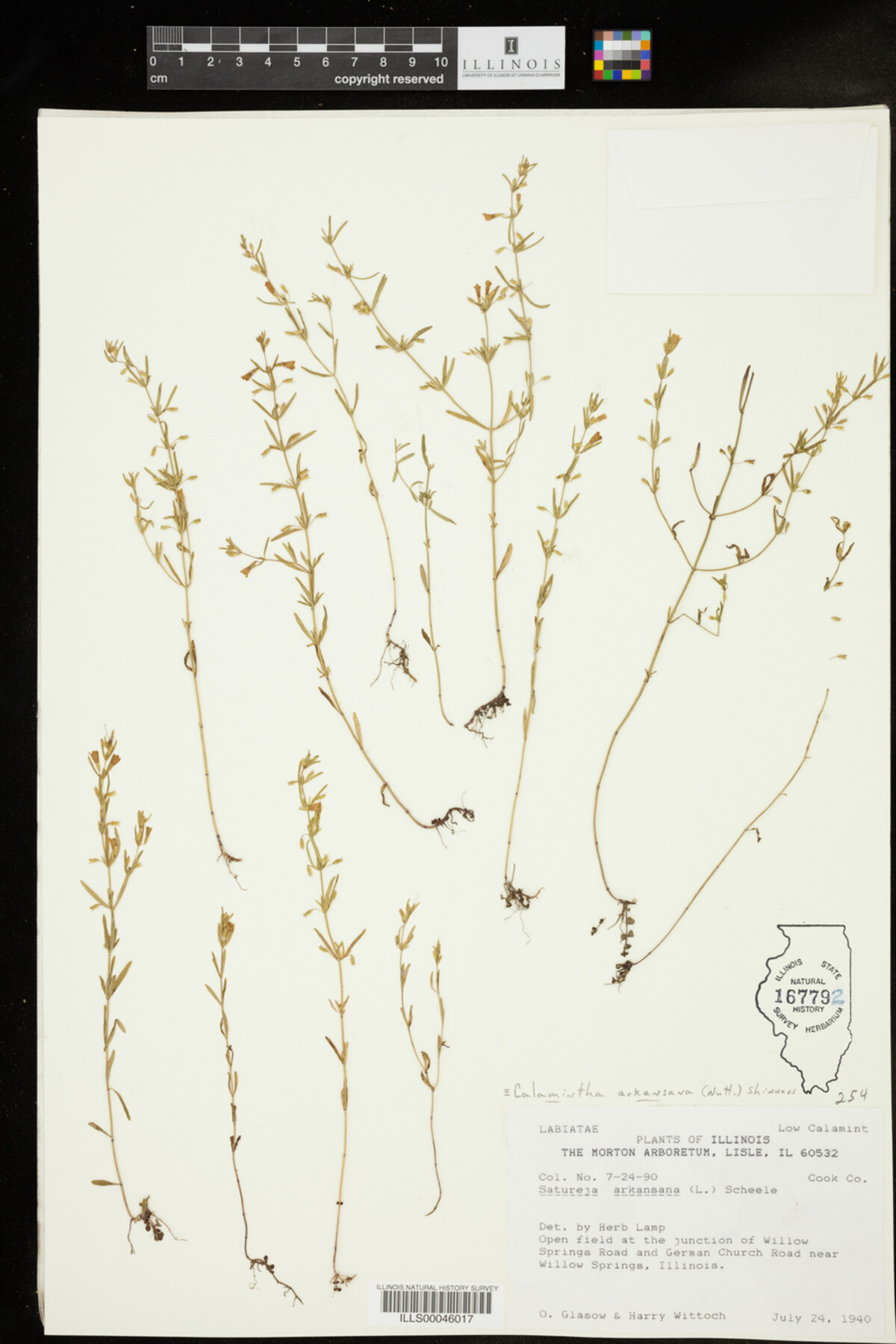 Calamintha arkansana image