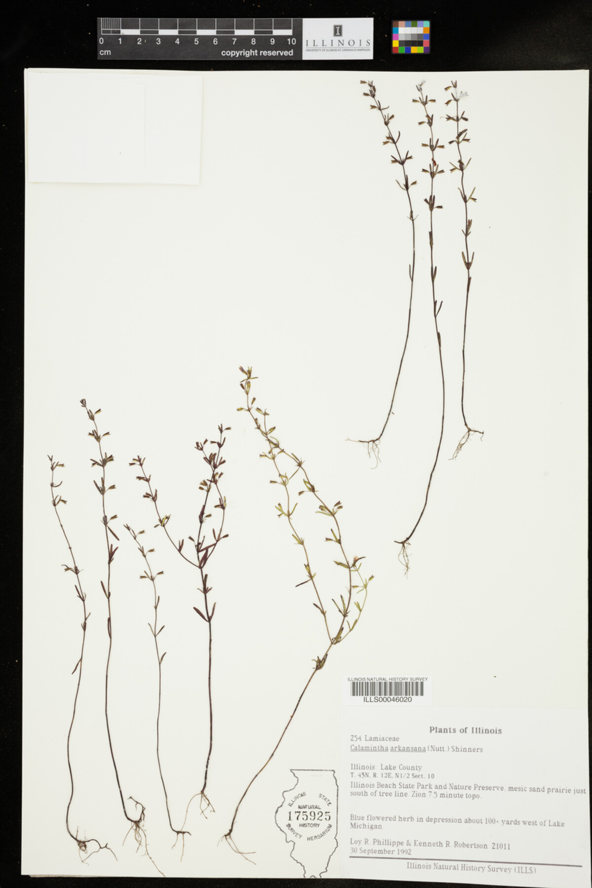Calamintha arkansana image