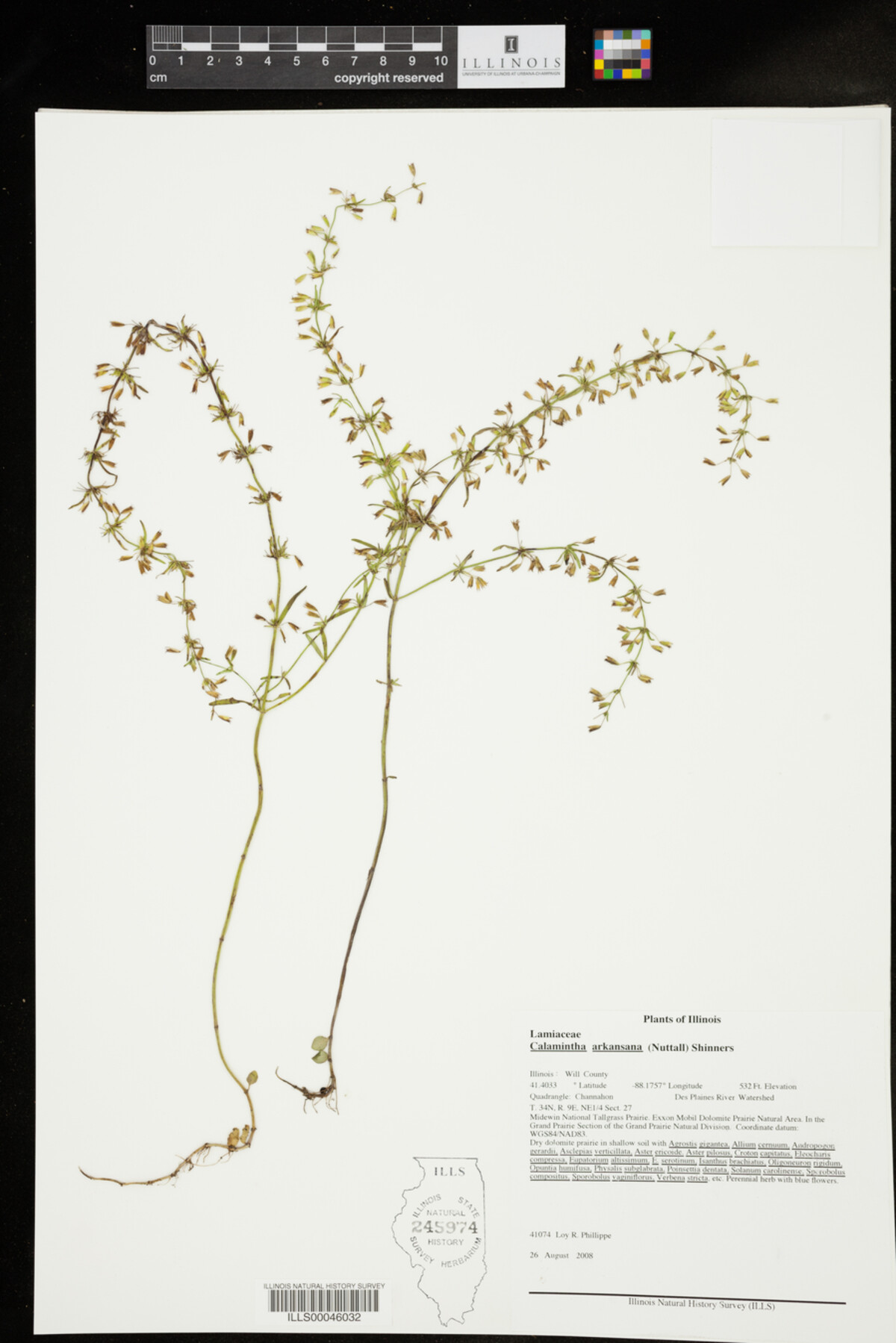 Calamintha arkansana image