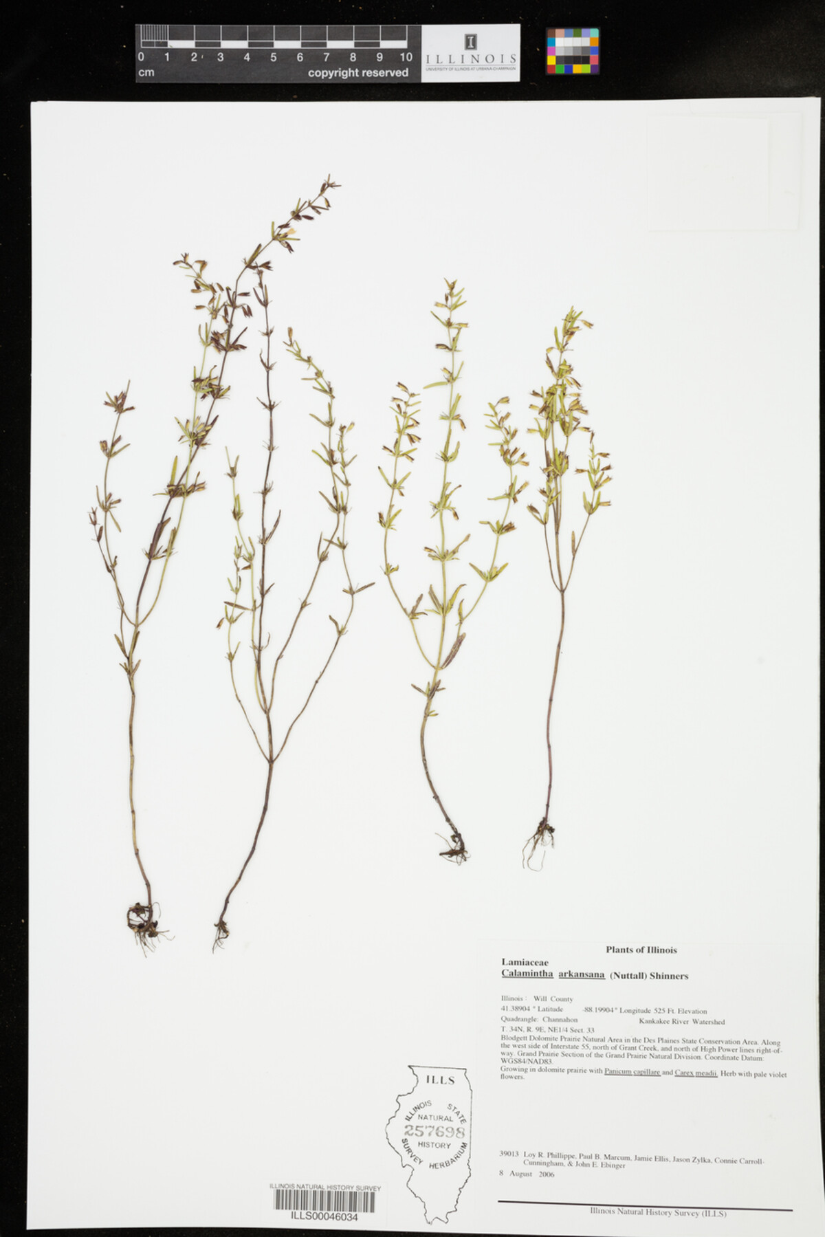 Calamintha arkansana image