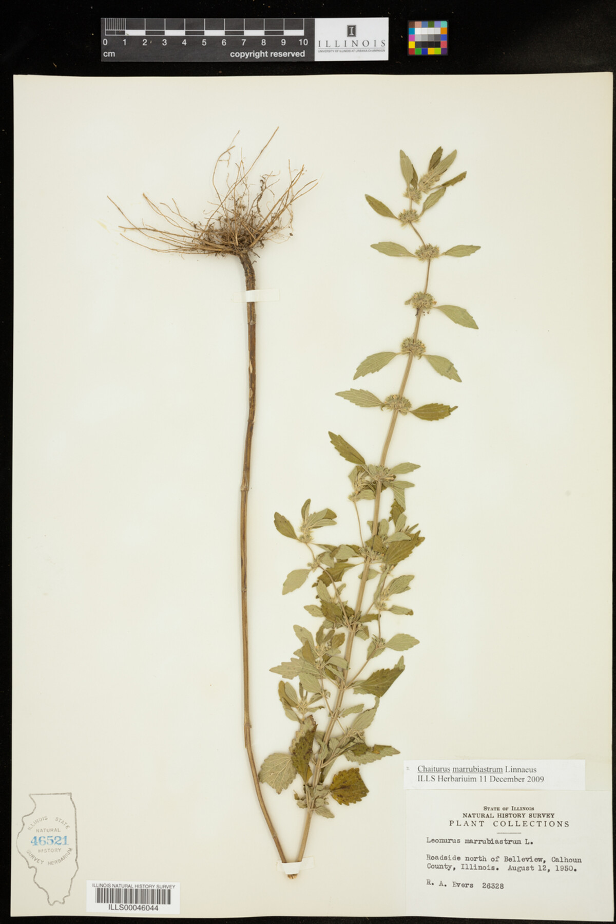 Chaiturus marrubiastrum image