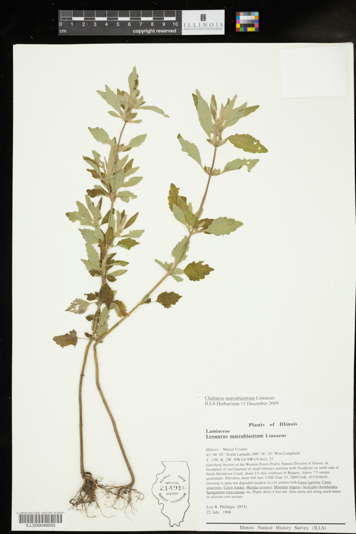 Chaiturus marrubiastrum image