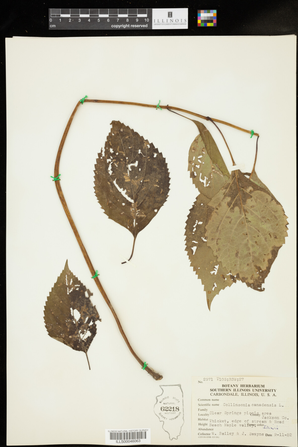 Collinsonia canadensis image