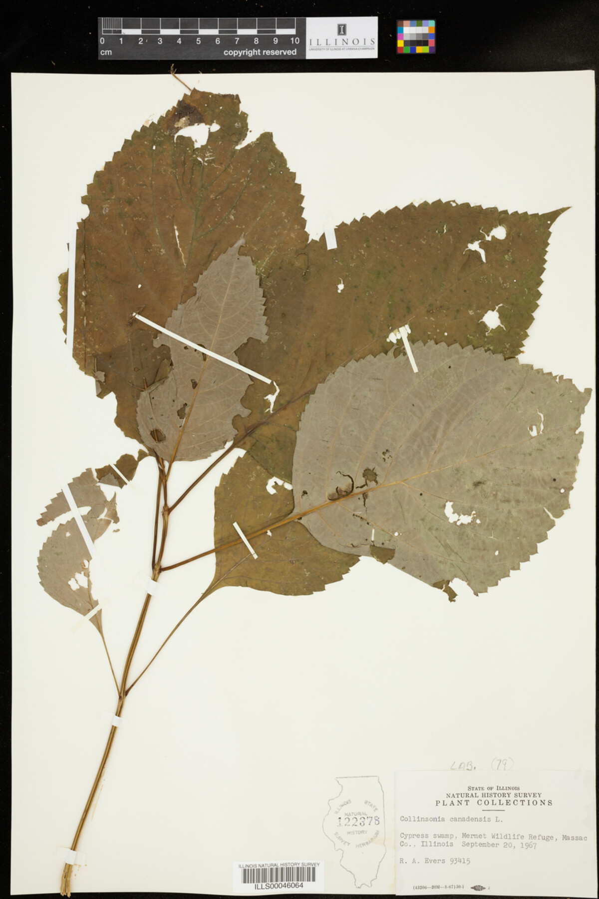 Collinsonia canadensis image