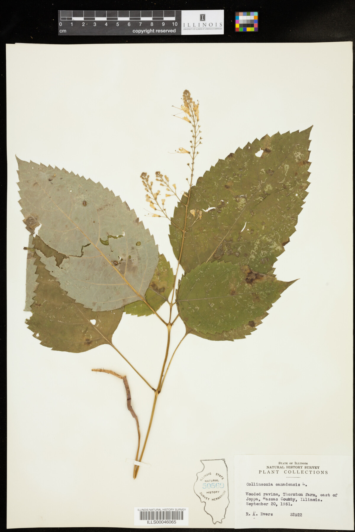 Collinsonia canadensis image