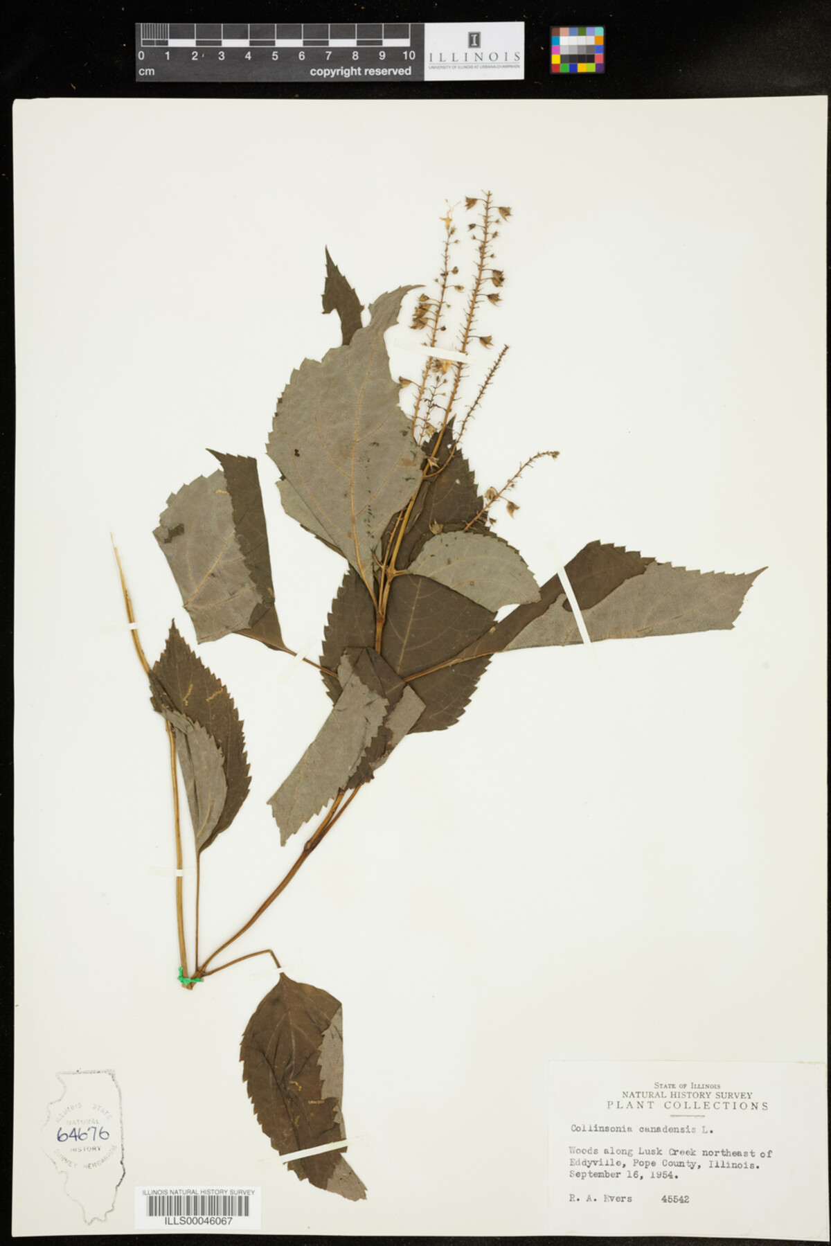Collinsonia canadensis image