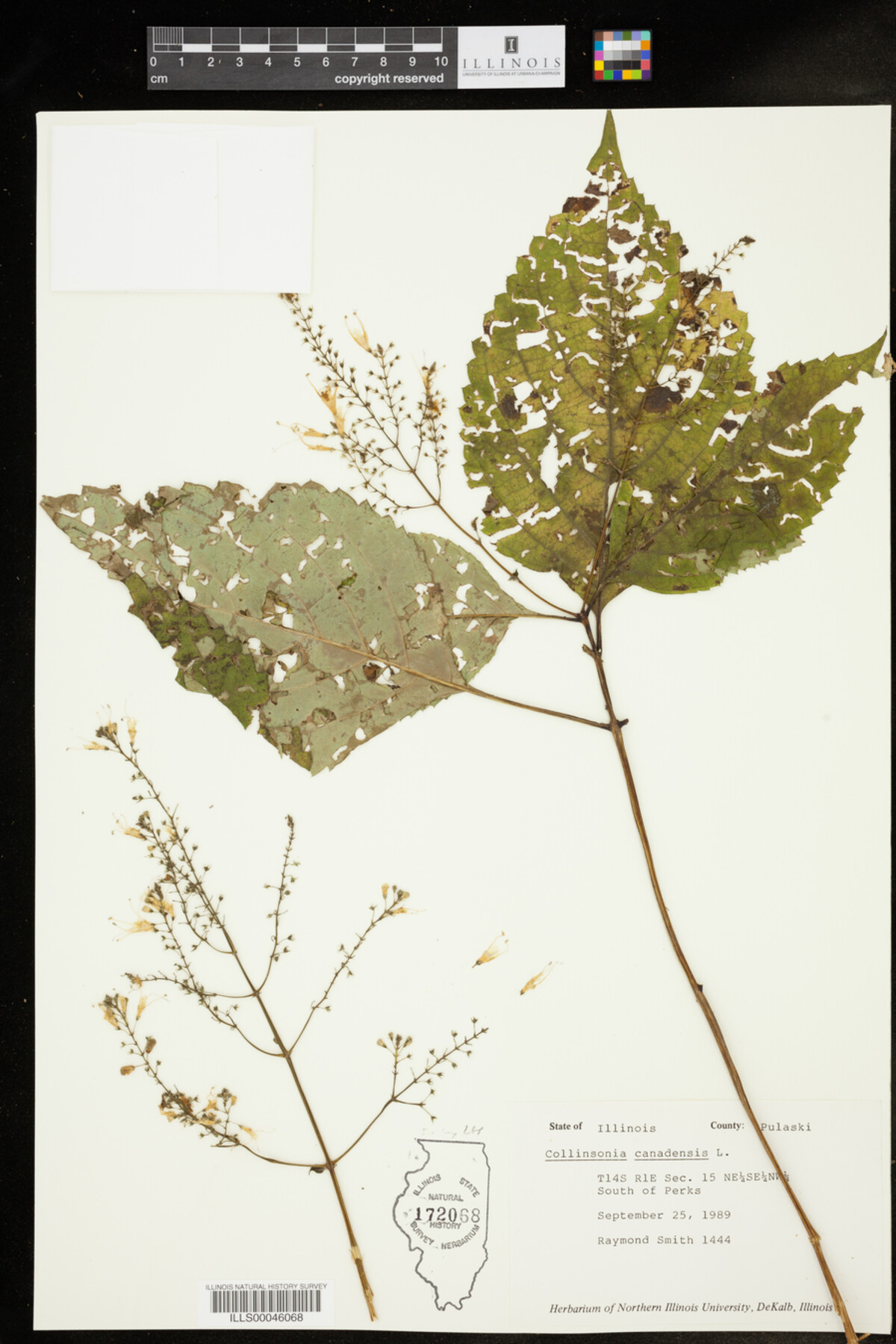 Collinsonia canadensis image
