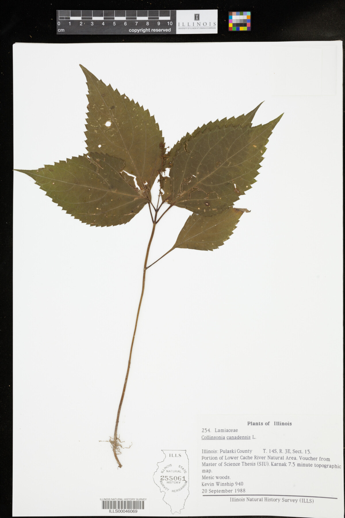 Collinsonia canadensis image