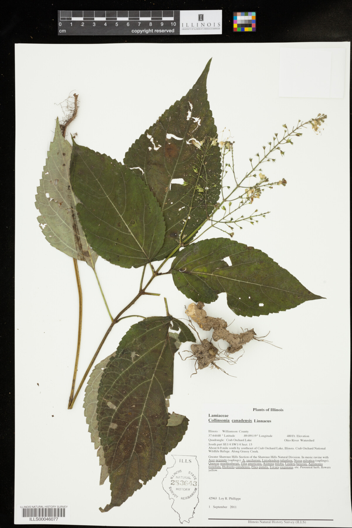 Collinsonia canadensis image