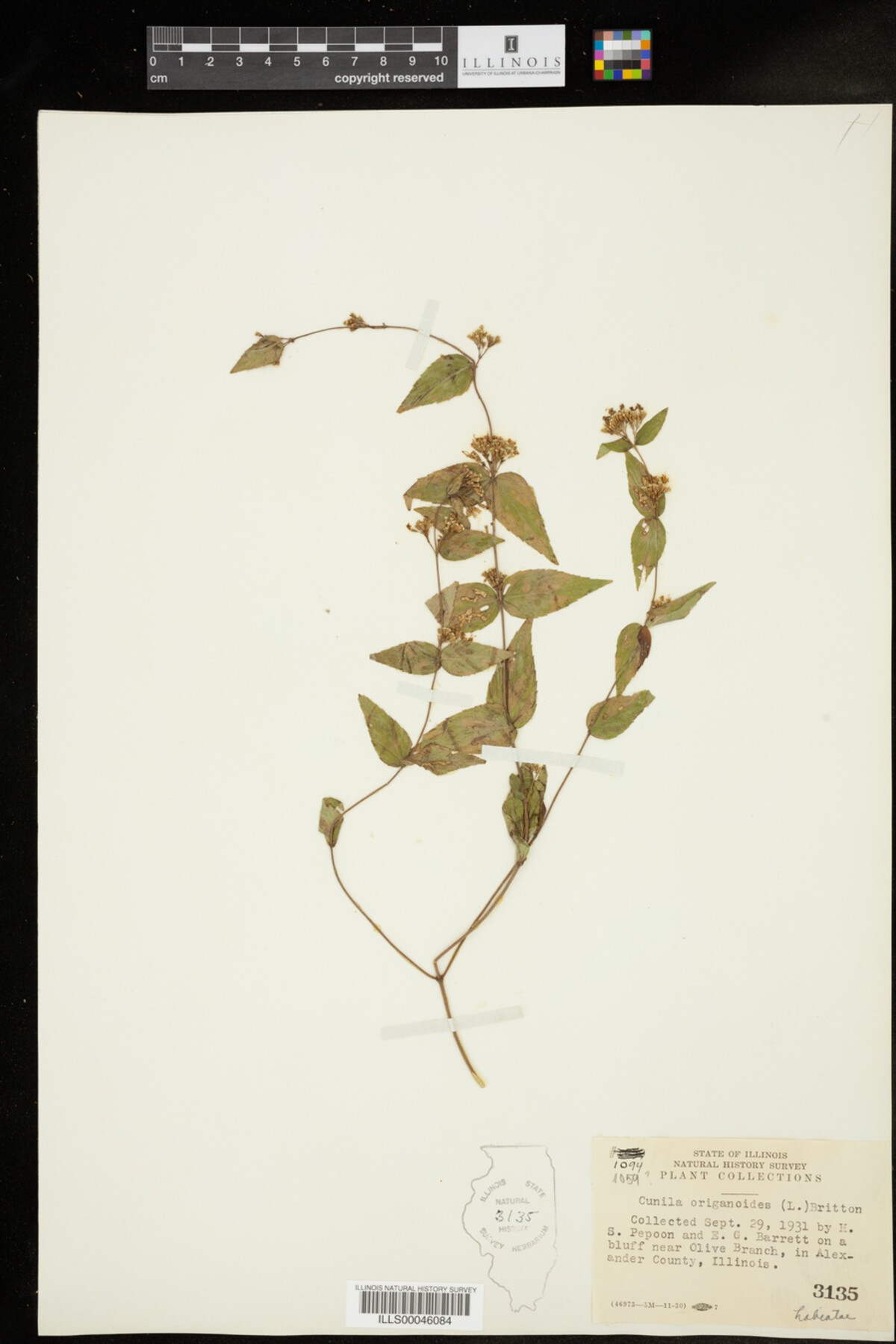 Cunila origanoides image