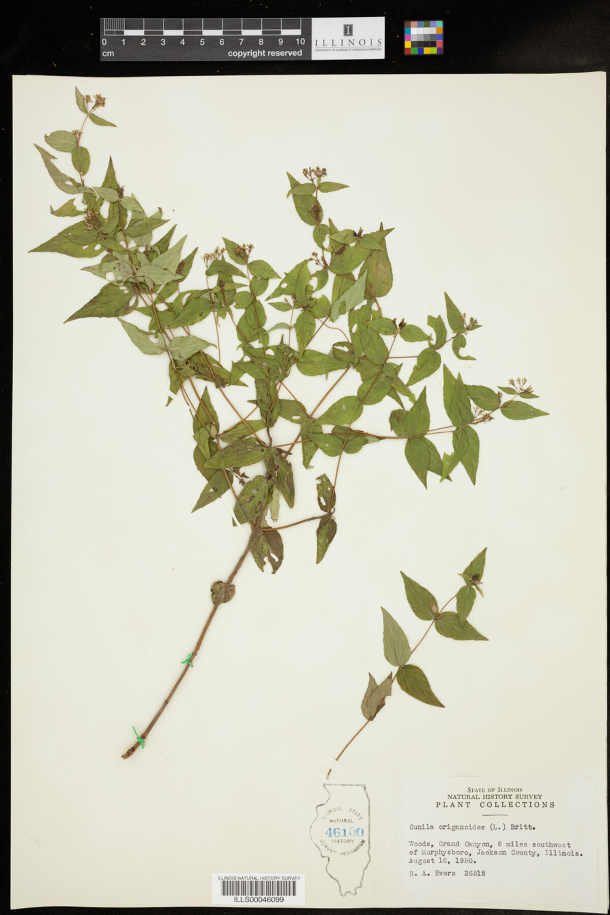 Cunila origanoides image