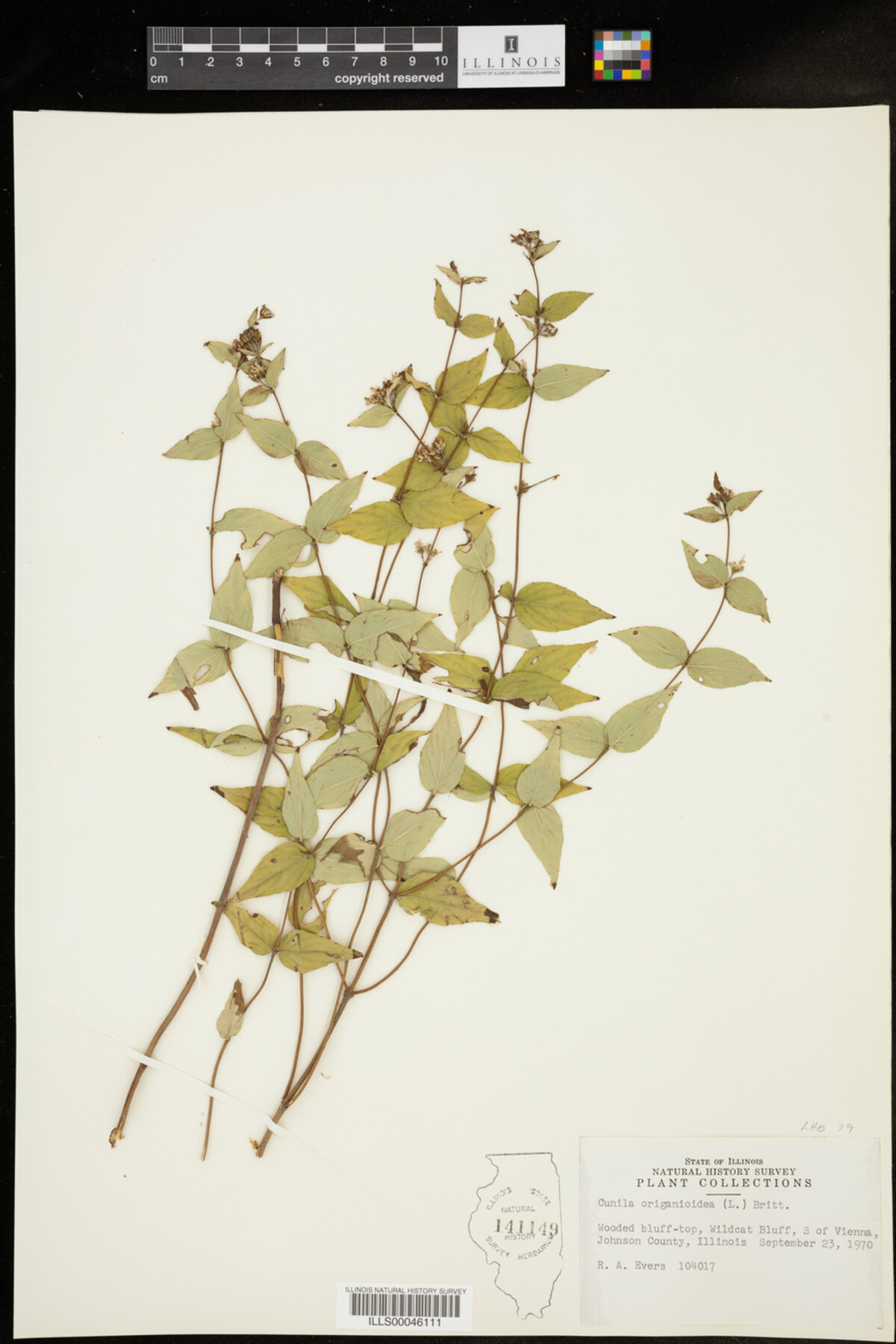 Cunila origanoides image