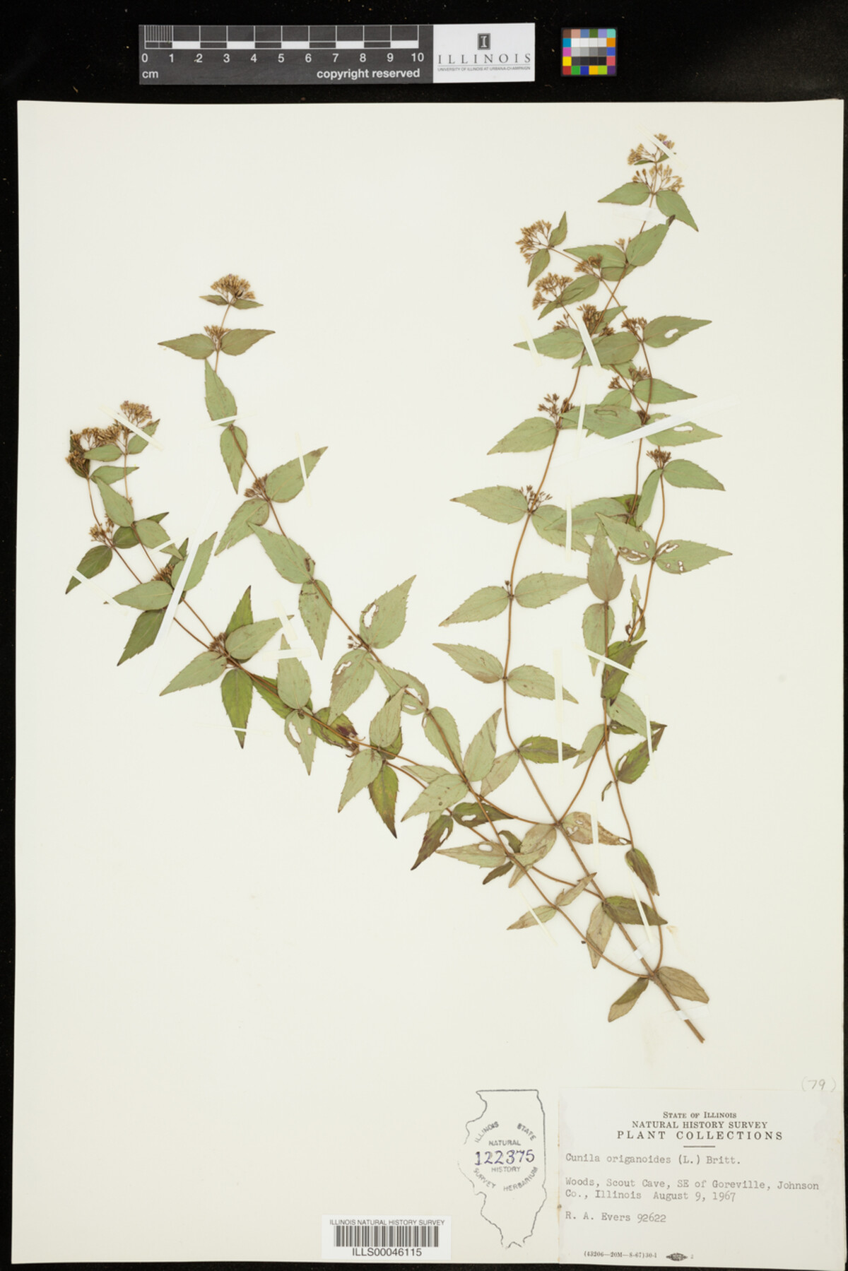 Cunila image