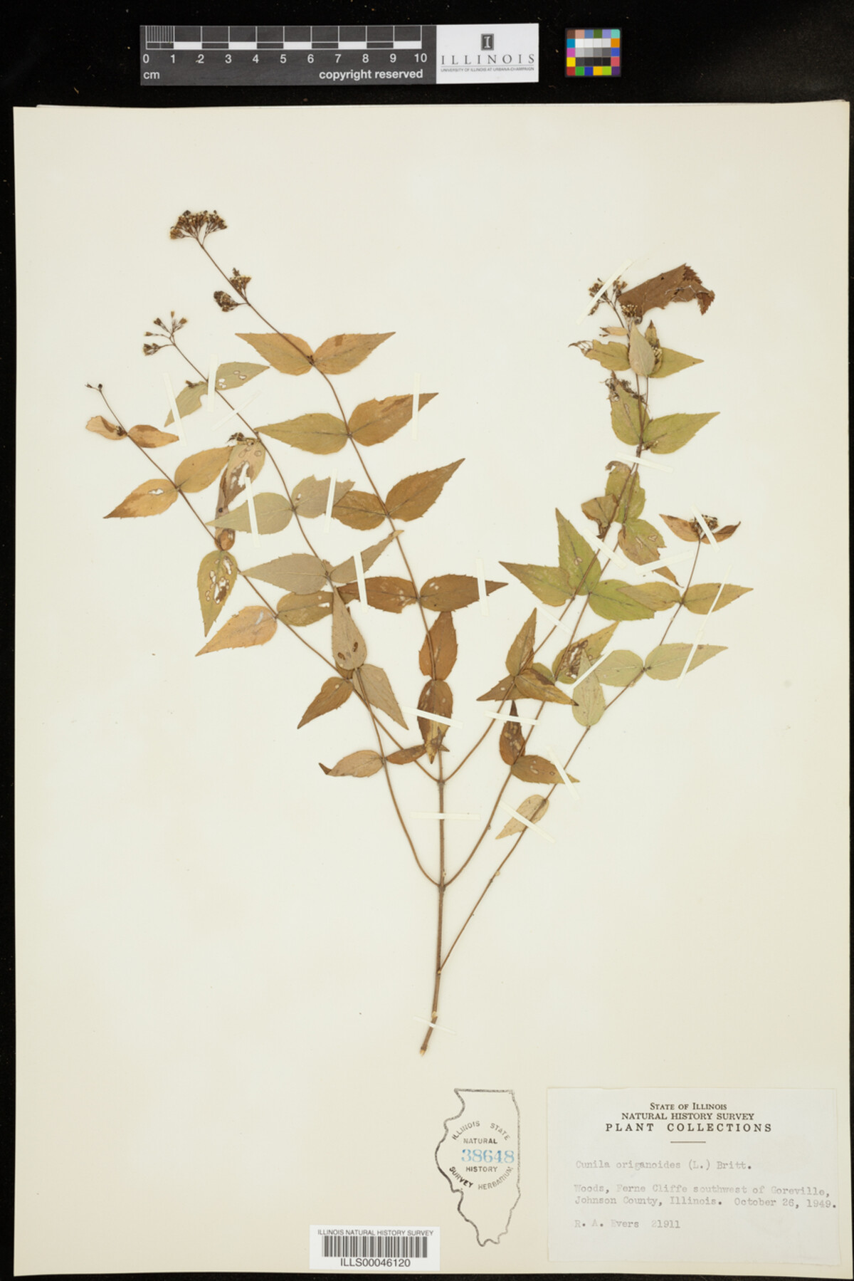 Cunila origanoides image