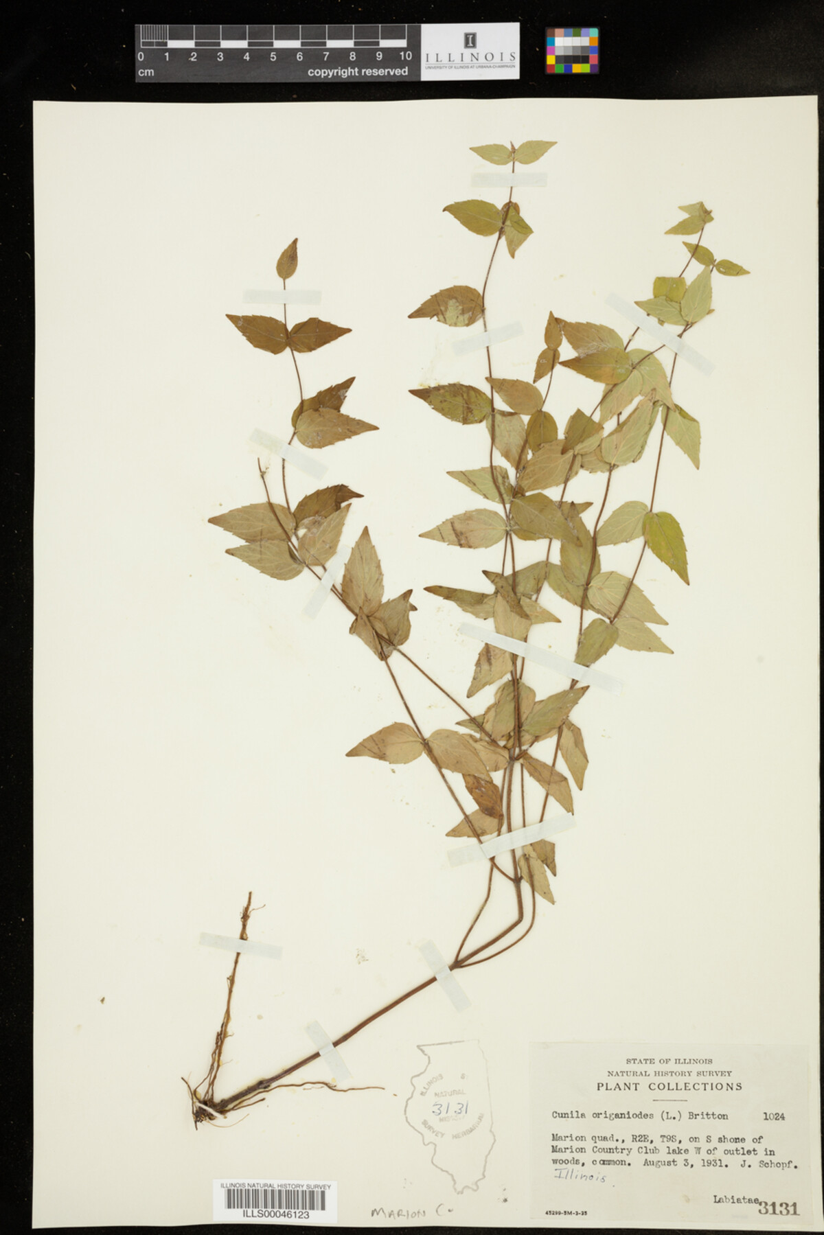 Cunila origanoides image