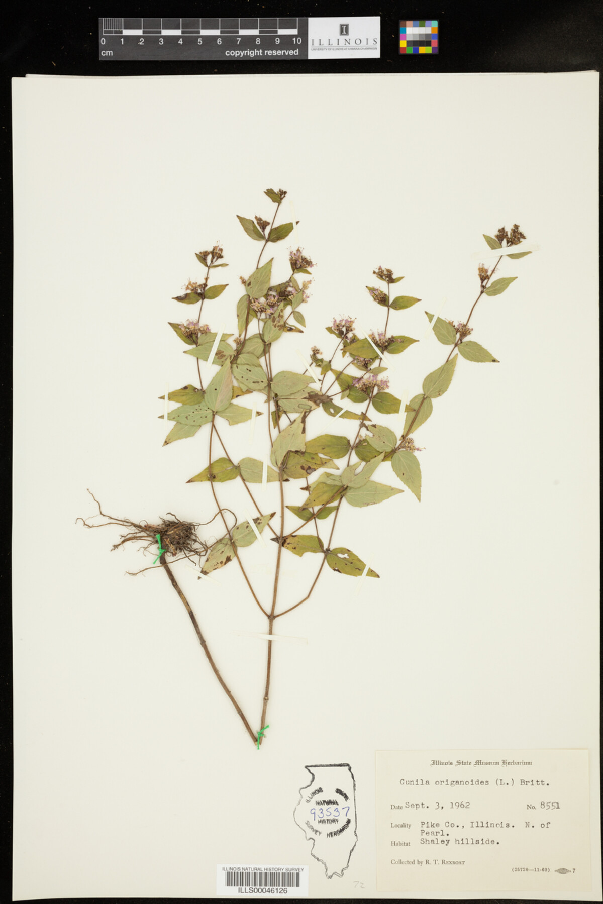 Cunila origanoides image