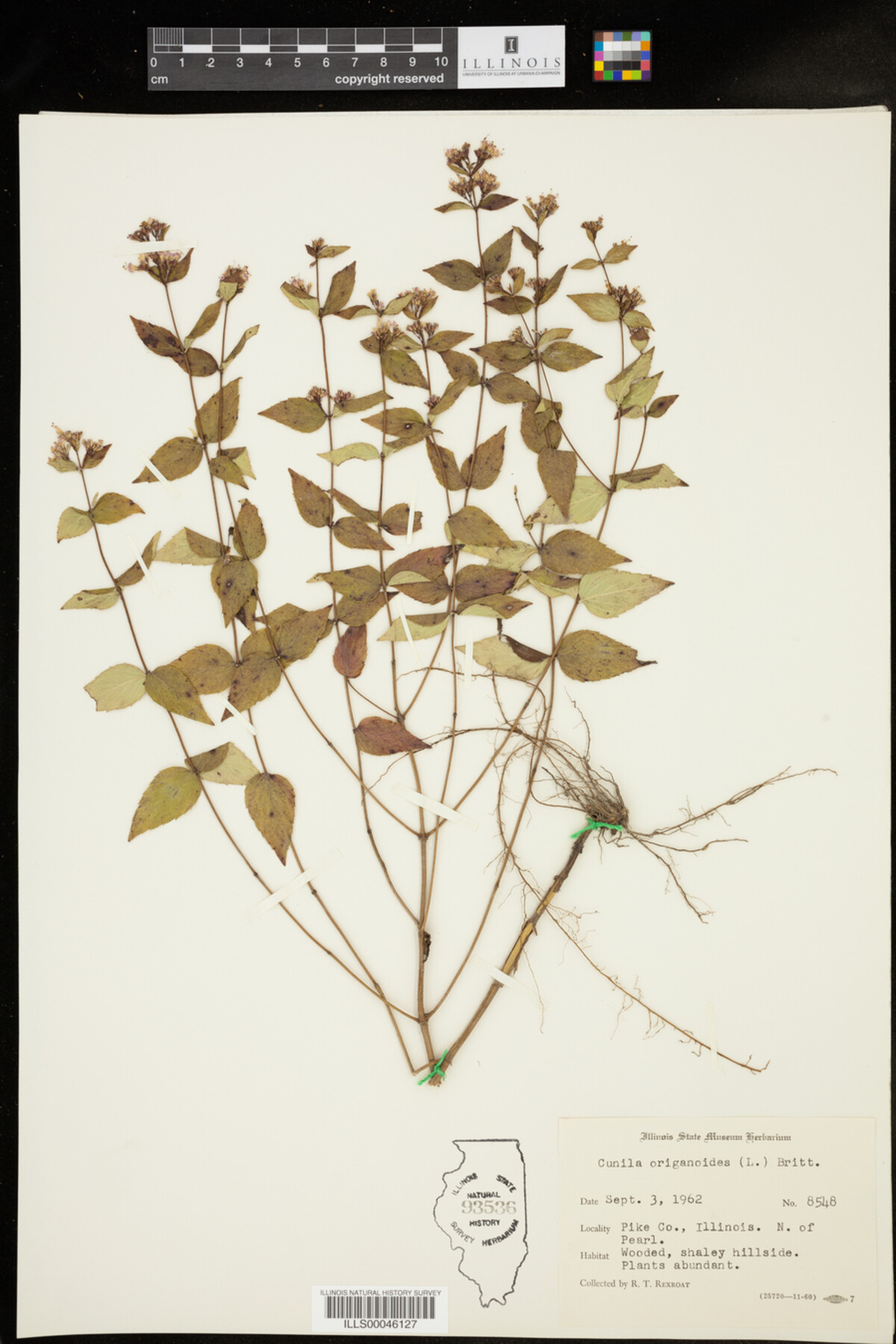 Cunila origanoides image