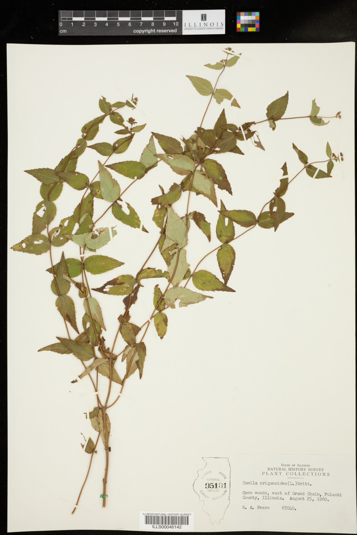 Cunila origanoides image