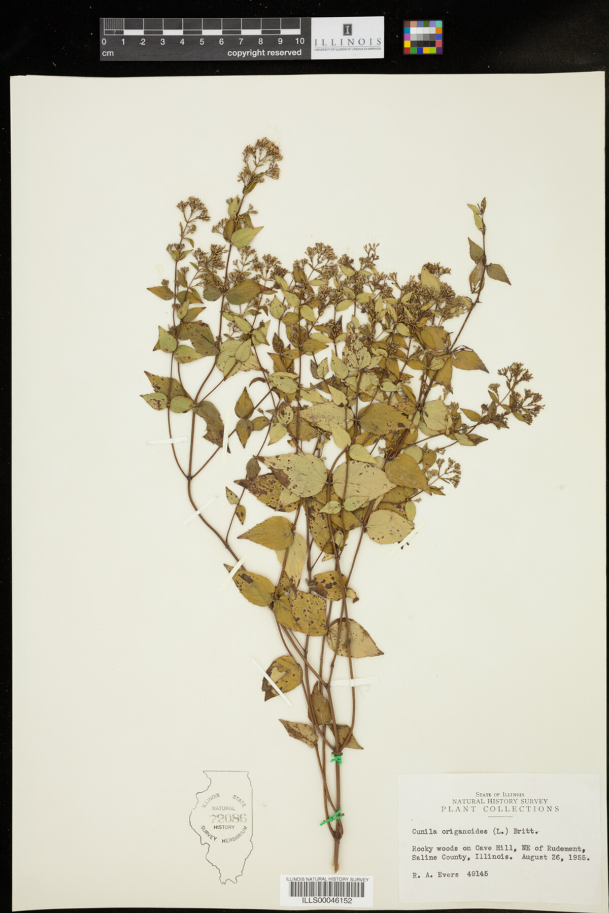 Cunila image