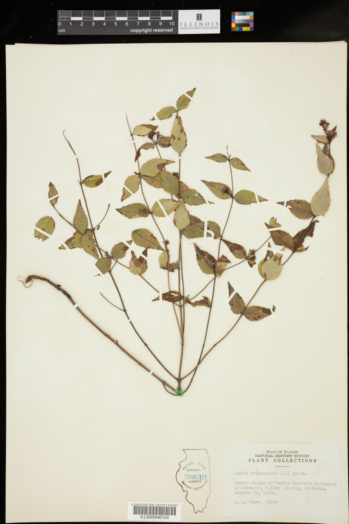 Cunila origanoides image