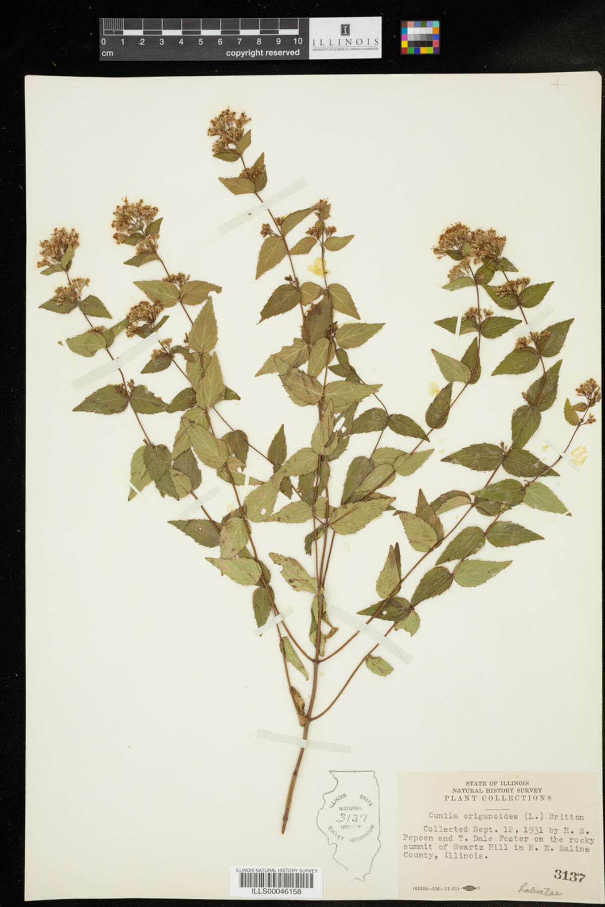 Cunila origanoides image