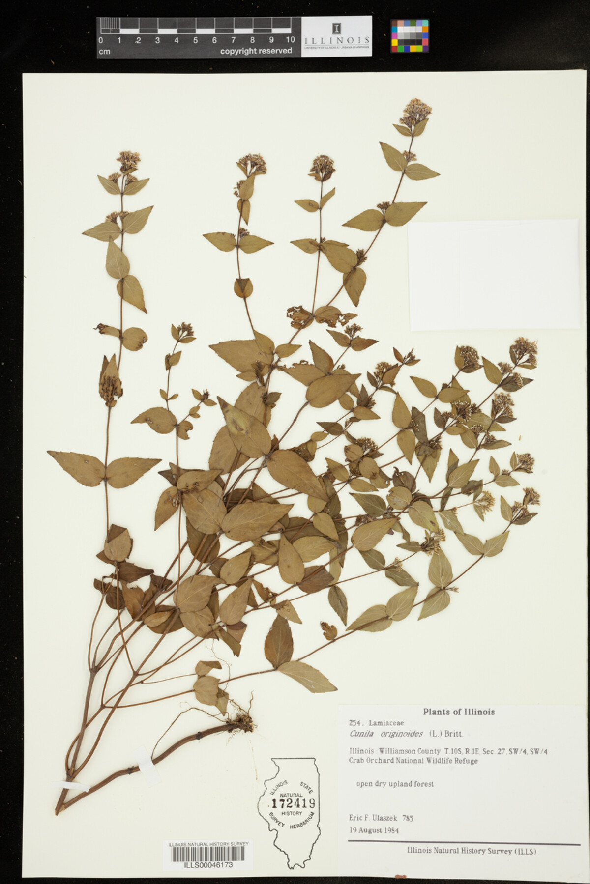 Cunila origanoides image