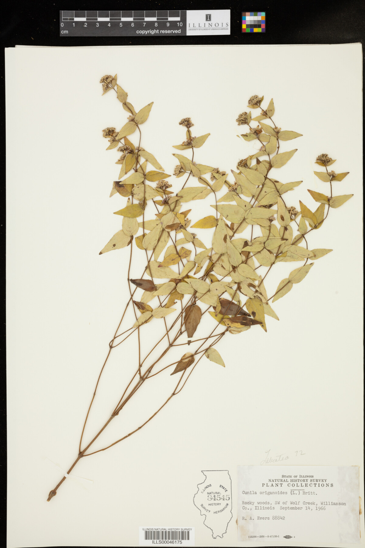 Cunila origanoides image