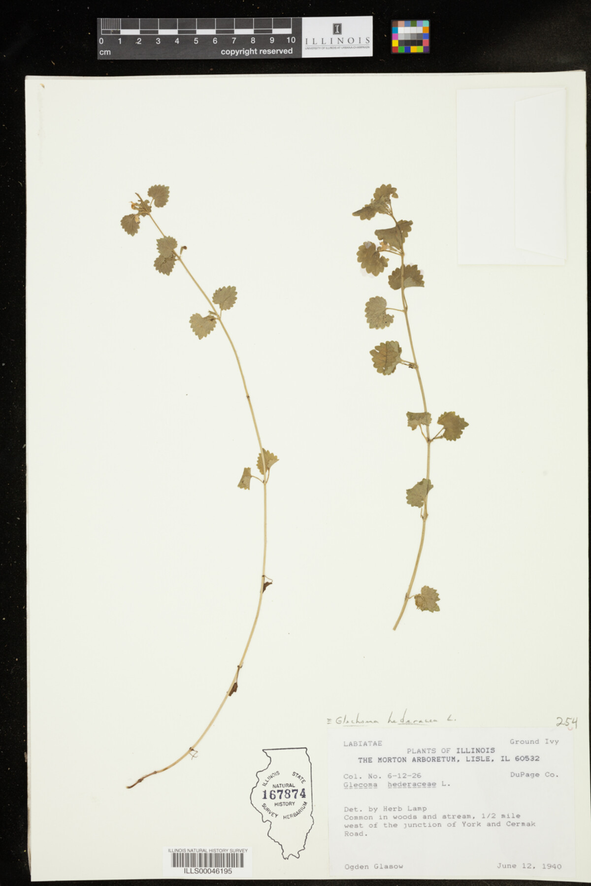 Glechoma hederacea image