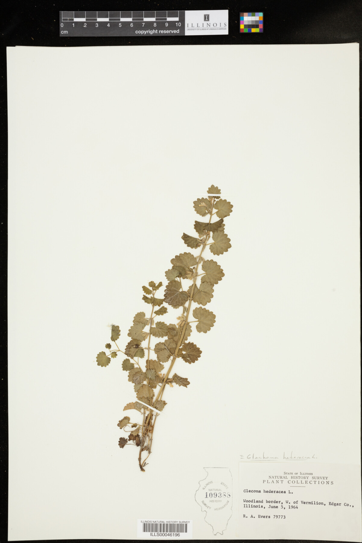 Glechoma hederacea image