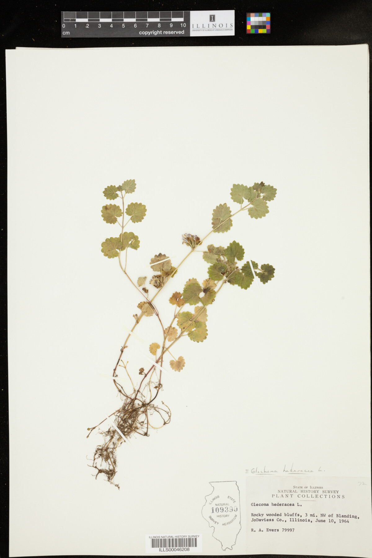 Glechoma hederacea image