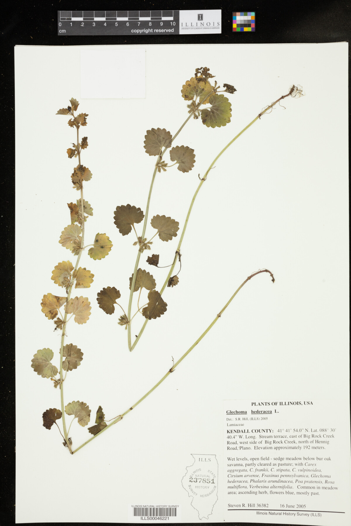 Glechoma hederacea image