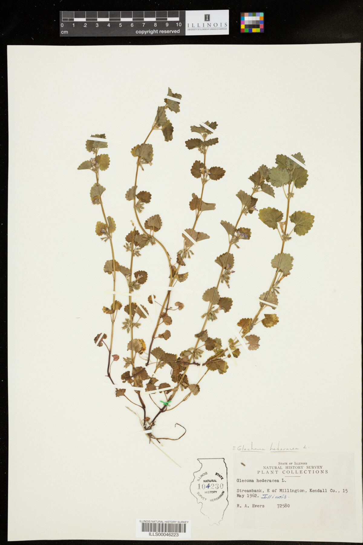 Glechoma image